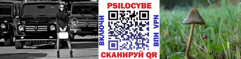 Псилоцибиновые грибы Psilocybine cubensis  Сураж 